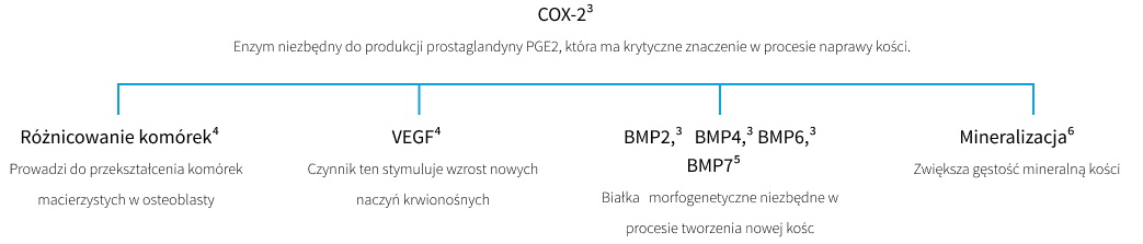 Mechanizm działania exogen